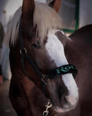 🐴🎁 Überraschungsbox Halfter inkl Druck