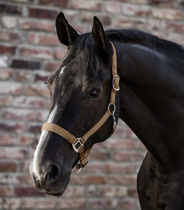 Licol En Satin Pour Cheval - Doux, Ajustable à La Tête Et Au Menton - Fermoirs Mats - Plusieurs Tailles/couleurs