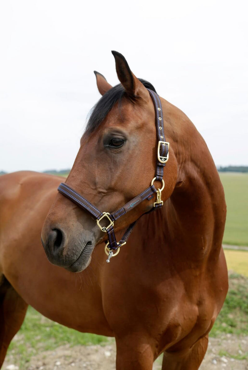 Sonderposten GoLEYGO Halfter Pony