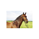 AUSVERKAUF Bernsteintrense "German Riding" Duo