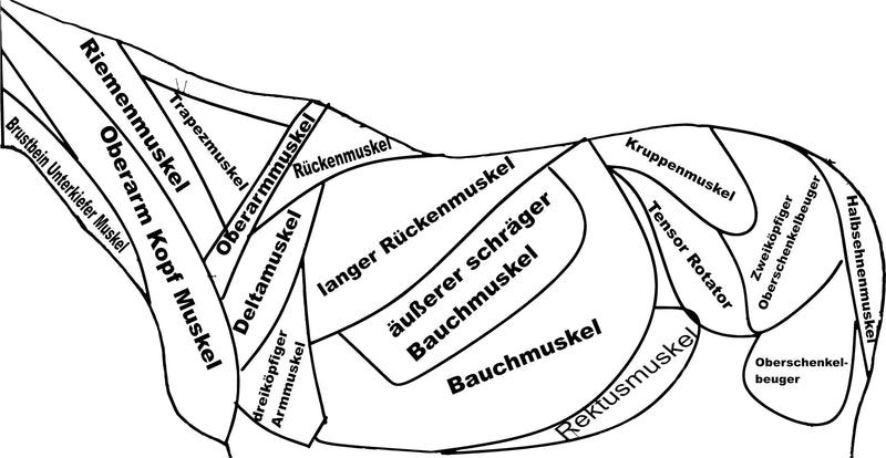 Anatomiedecke Muskulatur Pferd