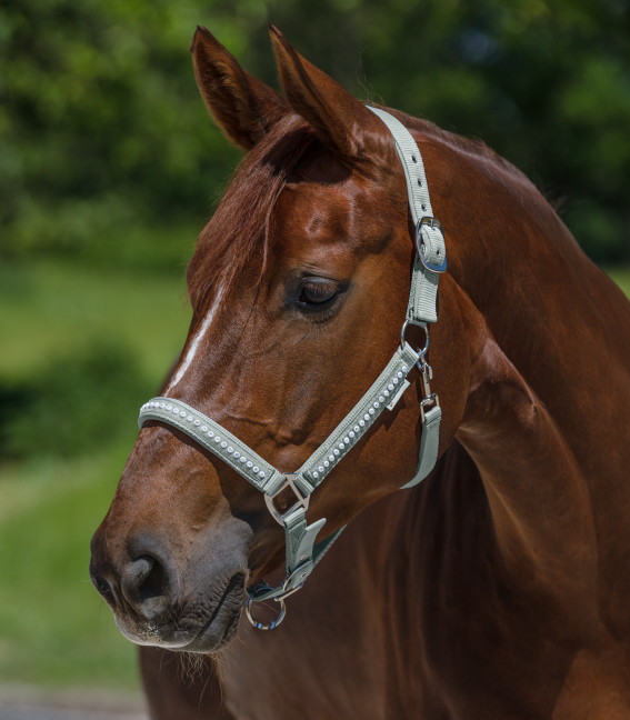 HALFTER CRYSTAL Pony-WB