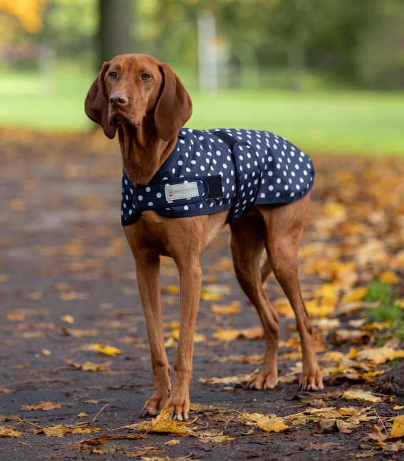 Individuelle Hunde Adventskalender für 2024