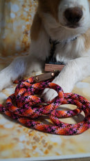 🐶Individuelle Hunde Adventskalender für 2025🐶nur noch bis 07.11