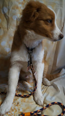 🐶Individuelle Hunde Adventskalender für 2025🐶nur noch bis 07.11