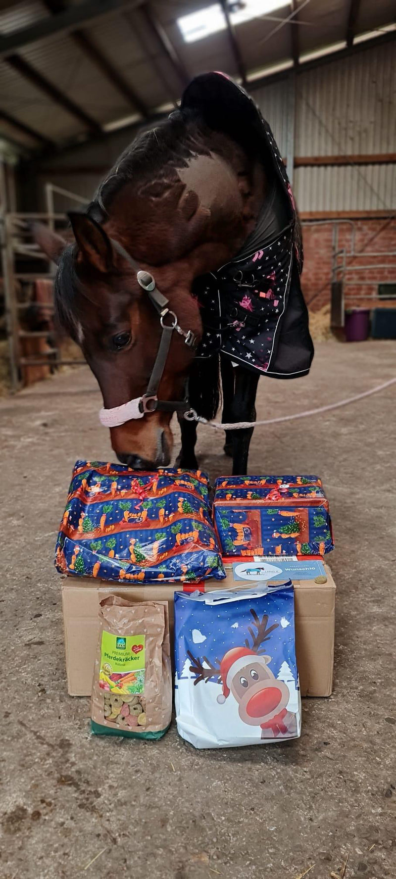 Weihnachtsbox Pferd & Hund & Reiter 2023