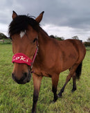 🐴🎁 Überraschungsbox Halfter inkl Druck