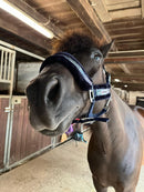 Auslaufartikel Halfter Rainbow Brillant Regenbogen